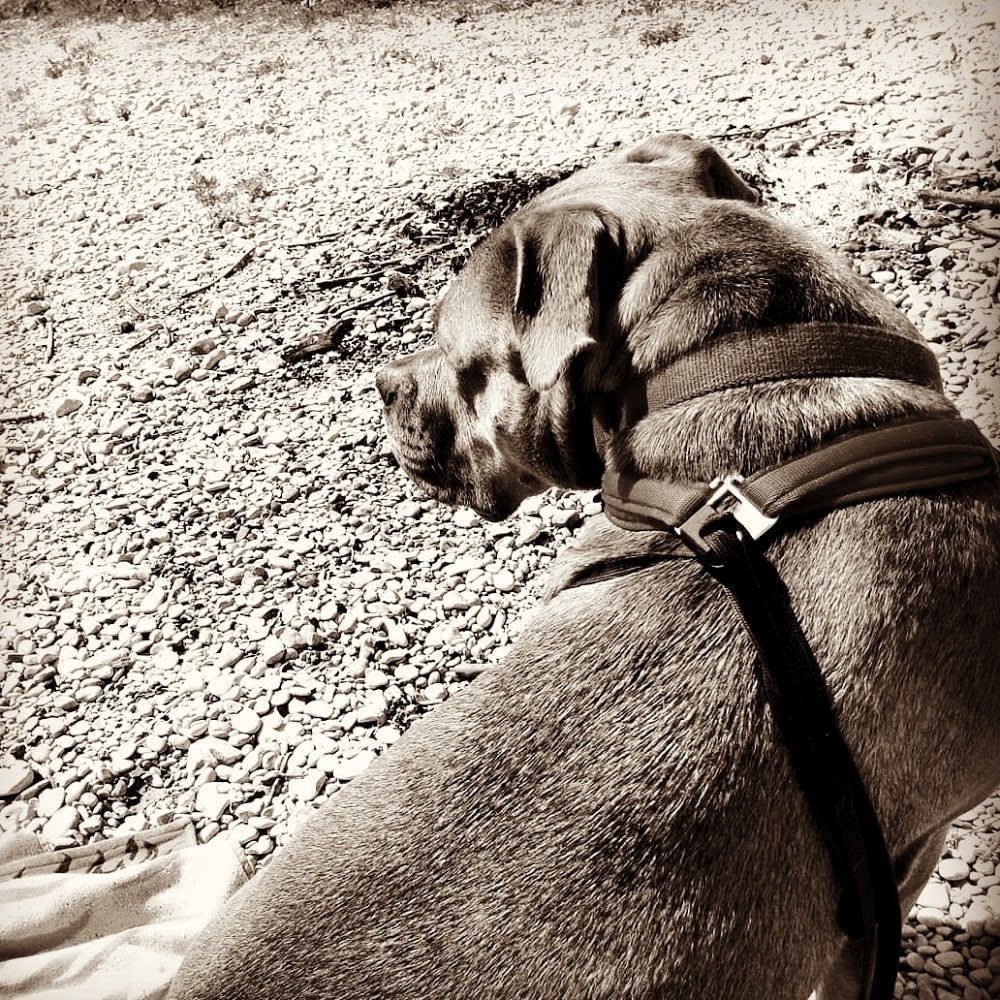 Meet your Posher, Whiskey